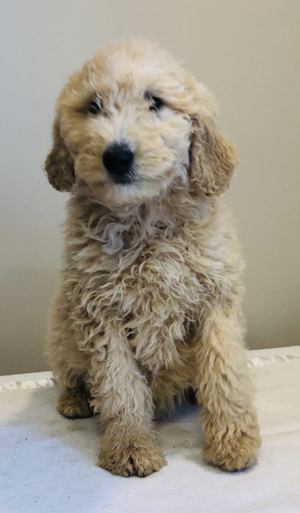 Lite Pink Girl - Goldendoodle puppy from Dogs of Jersey Acres