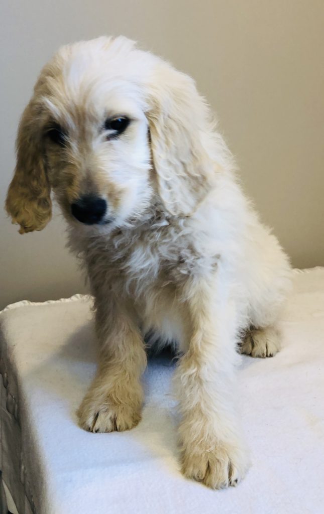 Orange Boy - Goldendoodle puppy from Dogs of Jersey Acres