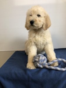tan Goldendoodle puppy sitting on blue blanket with rope toy between its feet