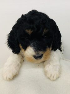 Brown Girl - Poodle puppy from Dogs of Jersey Acres