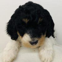 Brown Girl - Poodle puppy from Dogs of Jersey Acres