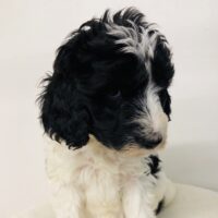 Lite Blue Girl - Poodle puppy from Dogs of Jersey Acres