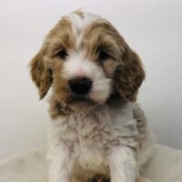 Orange Boy - Poodle puppy from Dogs of Jersey Acres