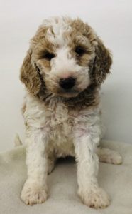 Pink Girl - Poodle puppy from Dogs of Jersey Acres