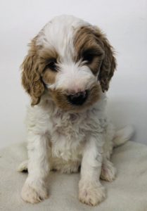 Purple Girl - Poodle puppy from Dogs of Jersey Acres