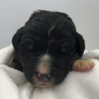 Closeup of one week old Bernedoodle puppy