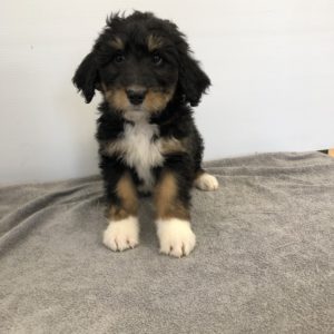 Bernedoodle puppy with Bernese Mountain Dog coloring