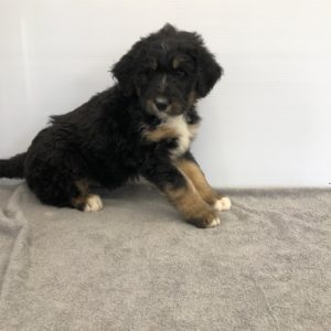 Sitting Bernedoodle puppy with black fur and white toes, chest, and chin with brown on legs and eyebrows