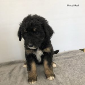 Sitting Bernedoodle puppy with black fur and white toes, chest, and chin with brown on legs and eyebrows