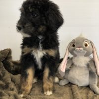 Tri colored Bernedoodle puppy sitting with a rabbit stuffy