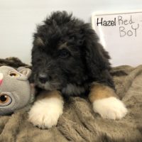 Tri Colored Bernedoodle puppy laying down with a rabbit stuffy