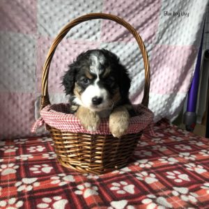 Bernedoodle puppy with Bernese Mountain Dog coloring sitting in a basket