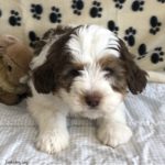 Brown and white Bernedoodle puppy