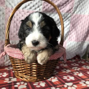Bernedoodle puppy with Bernese Mountain Dog coloring sitting in a basket