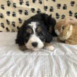 Tricolored Bernedoodle puppy laying down looking at the camera