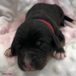 4 day old Black Bernedoodle puppy with brown on jaw and white on chin, toes, and tail