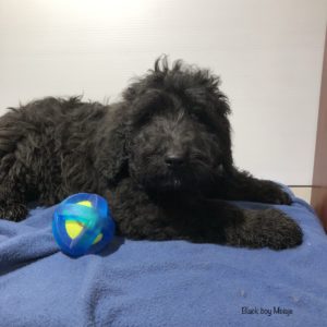 Black Goldendoodle puppy laying next to toy on blue blanket