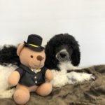 Black and white Standard Parti Poodle laying next to a teddybear