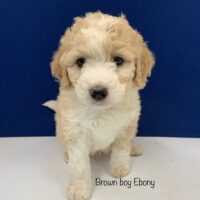 Tan and white medium long haired Mini Bernedoodle puppy sitting looking at the camera. labeled Brown boy Ebony
