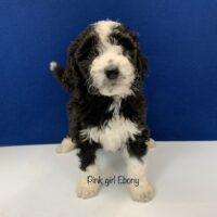 Black female mini Bernedoodle Puppy with four white paws, white chest and white racing strip on face. Labeled Pink girl Ebony