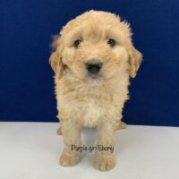 Tan female mini Bernedoodle puppy with long hair standfing looking at camera. labeled Purple girl Ebony