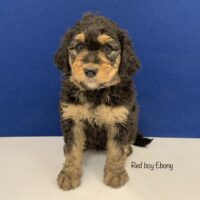 Dark brown male mini Bernedoodle puppy sitting with Tan paws chest muzzle and eye brows. Labeled Red boy Ebony