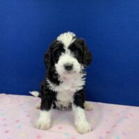 young black and white male Bernedoodle puppy sitting on a pink blanket