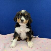 young tri colored black brown and white male Bernedoodle puppy sitting on a pink blanket