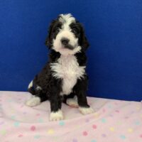 young black and white female Bernedoodle puppy sitting on a pink blanket